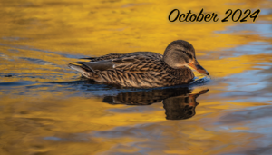 swimming duck image by M from Pixabay