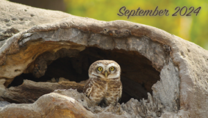 spotted-owlet sitting in a hollowed out tree stupm image by Rashid Asgher from Pixabay