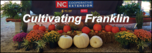 Cultivating Franklin pumpkins and mums background