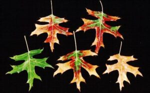 pin oak leaves showing scorch disease symptoms
