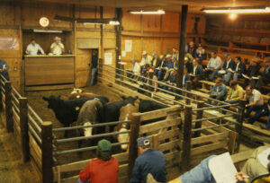 Beef Cattle in a pen at an auction with auctioneers and attendees