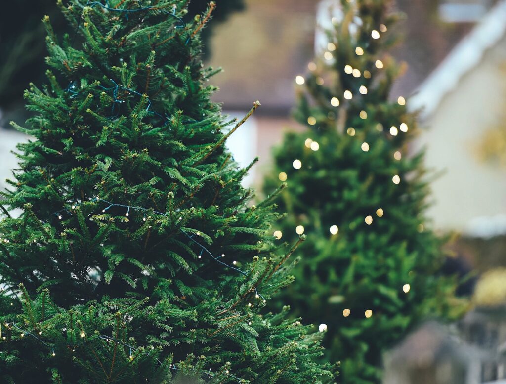 Christmas trees with white lights