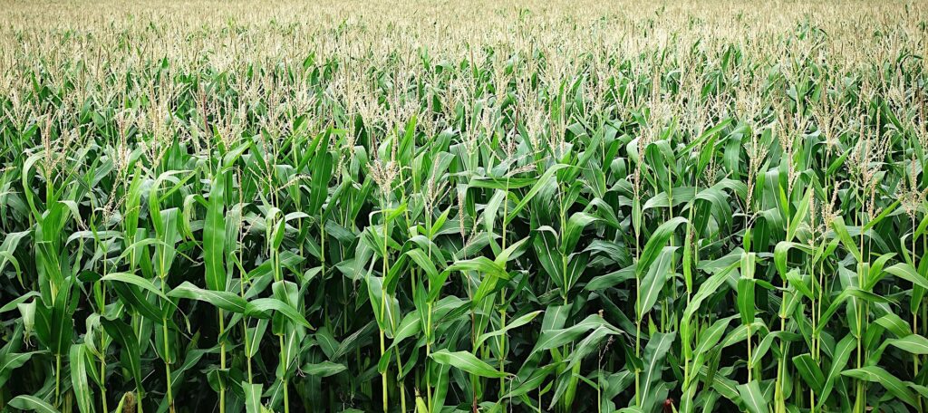 field of corn growing 