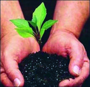hands holding a seedling plant