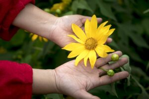 Image of hands holding yellow flower by Quang Nguyen vinh from Pixabay