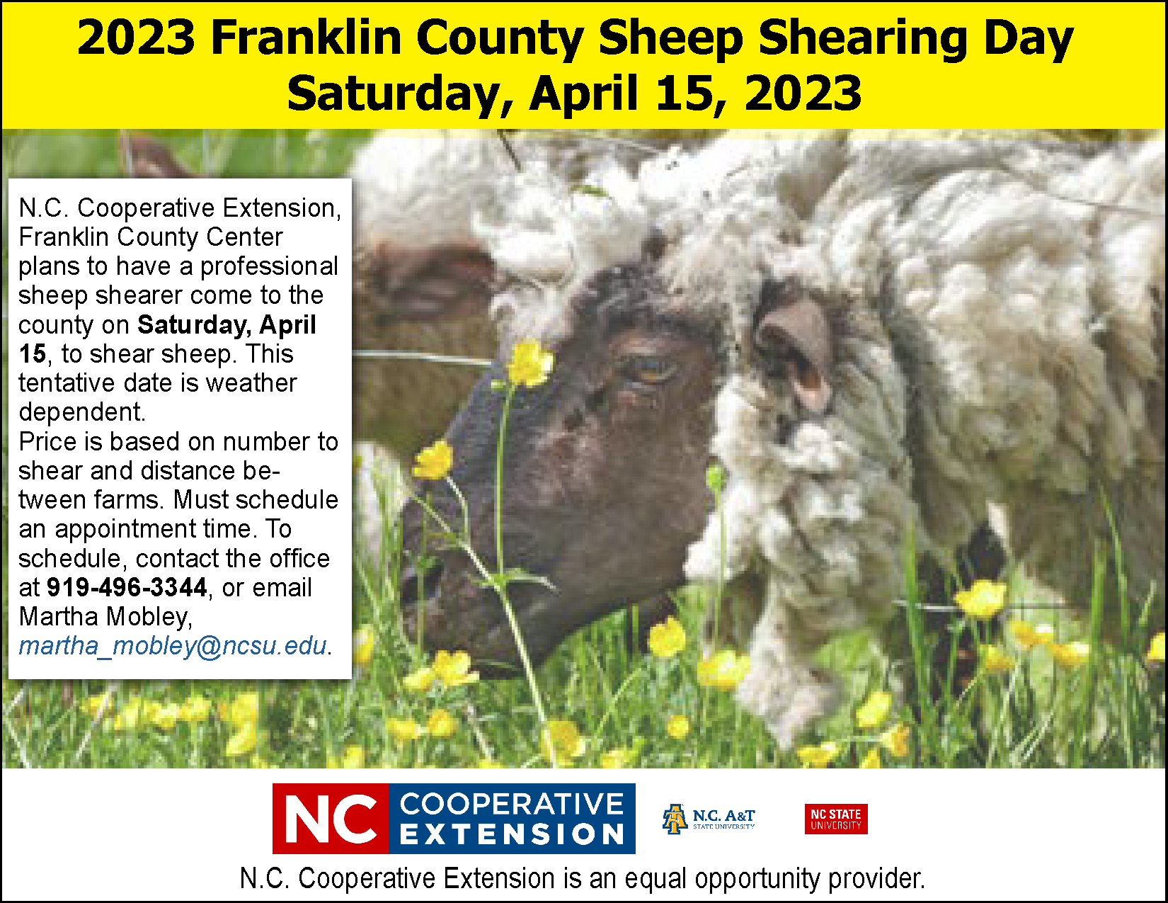 Sheep Shearing Day flyer with date, details, shaggy sheep in a pasture background.