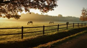 horses grazing Image by Aritha from Pixabay