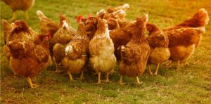 image of a flock of brown chickens