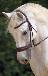 headshot of a white horse with a brown bridle