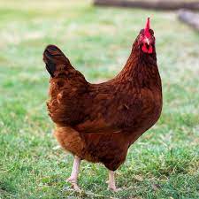 Rhode Island Red chicken color image Retrieved from https///google.com/search