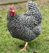 Barred Rock chicken color image Retrieved from https///google.com/search