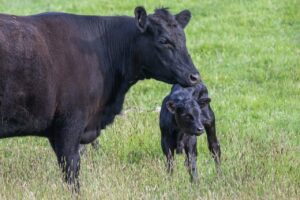 black cow and calf in a pasture