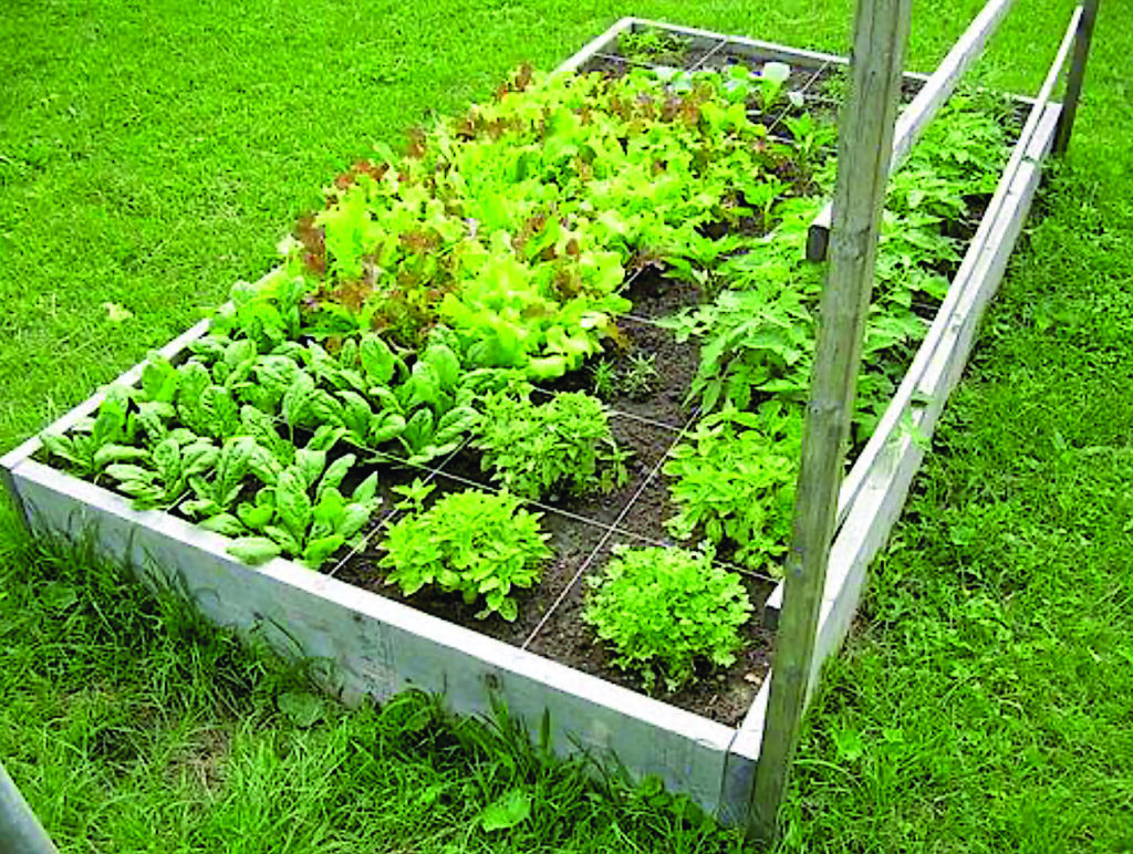 Image of a rectangular gridded square foot/raised bed garden