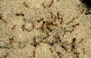 red imported fire ants on ant mound.