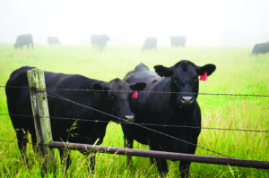 Black Angus cattle in a fenced field by kelly-sikkema-duLT3Qmu6Xw-unsplash copy