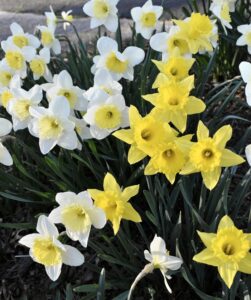 Image of Narcissus Daffodils