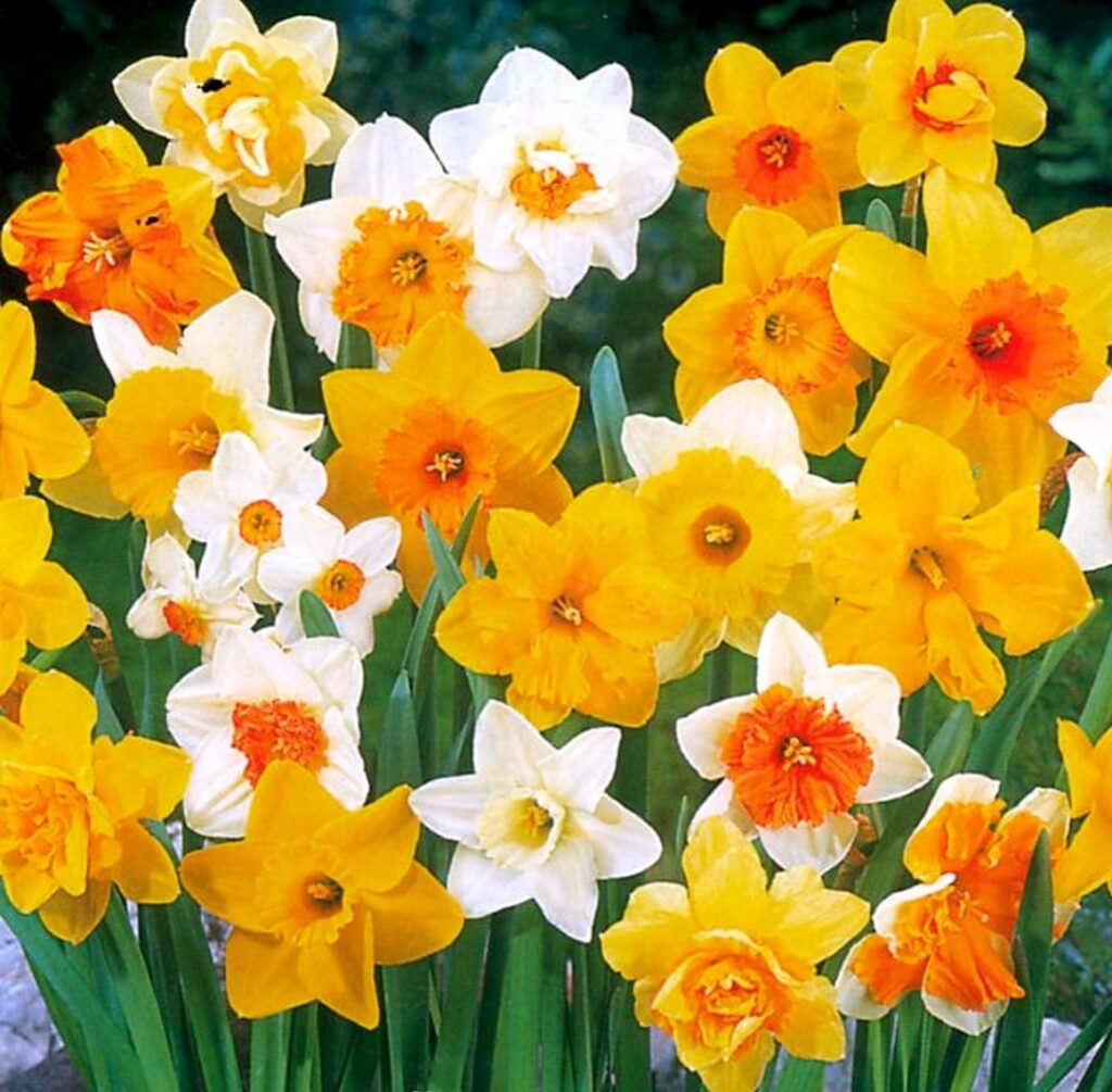 Narcissus flowers