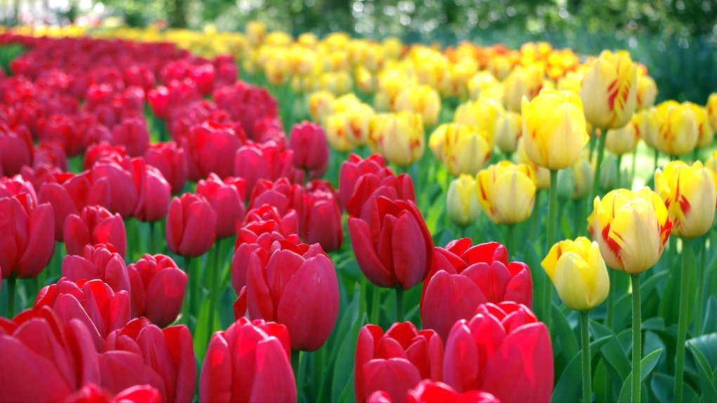 image of yellow and red tulips 