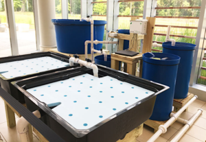 water barrels and tubs of growing plants image of hydroponic growing method