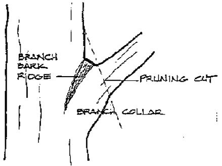 tree pruning diagram- branch bark ridge, pruning cut, branch collar