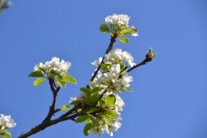flowering tree branch Image by Inn from Pixabay
