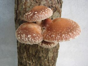 shitake mushroom image