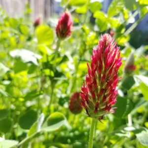 red clover image