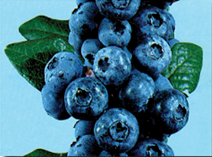 blueberries on the vine