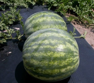 2 watermelons growing