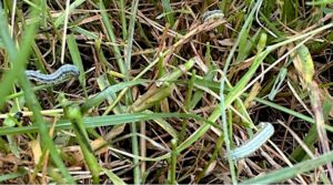 Fall armyworms in pasture