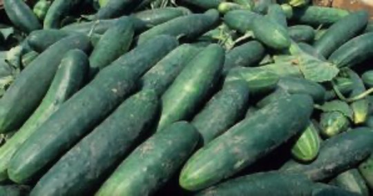 pile of cucumbers