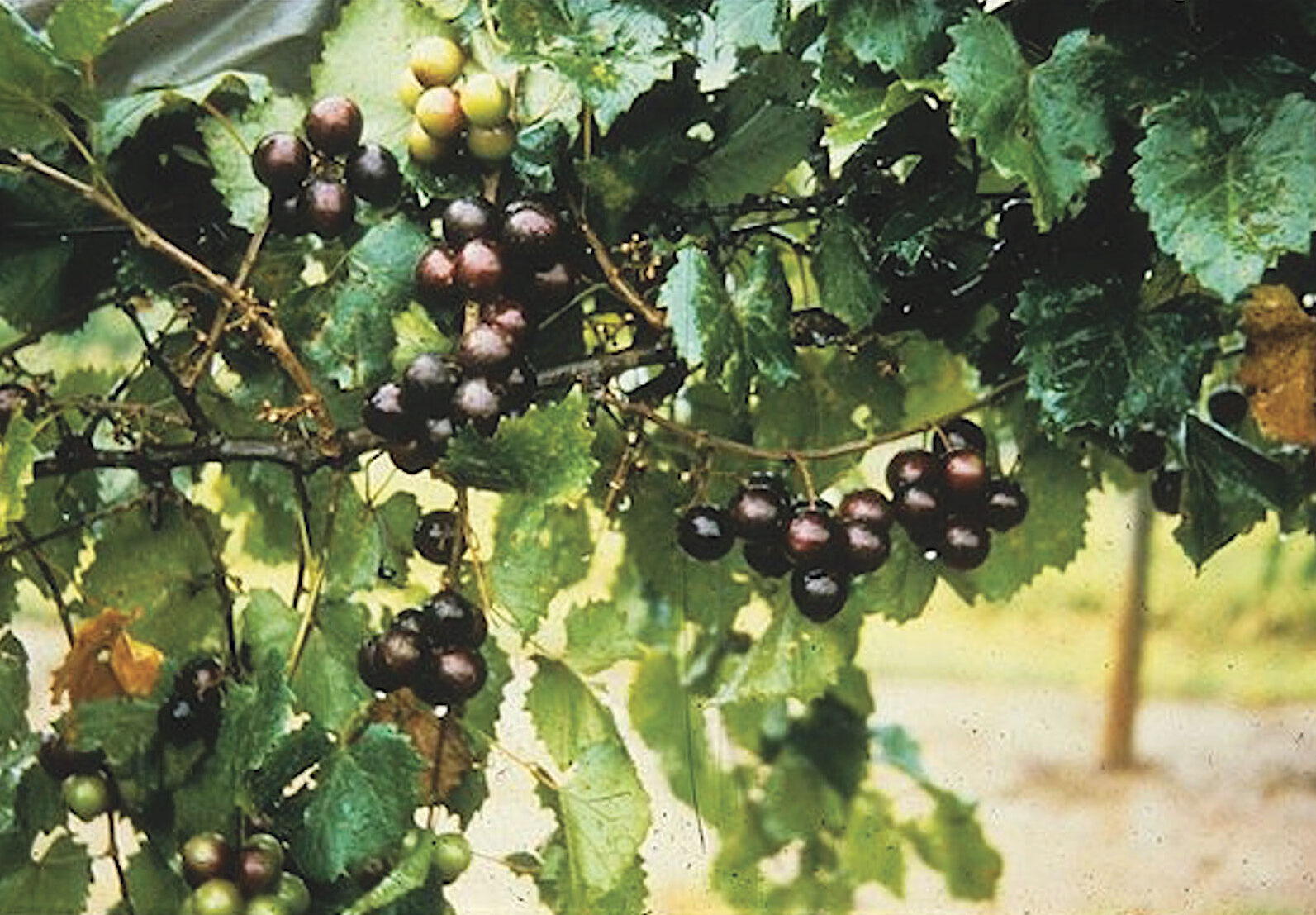 muscadine grapes growing on grapevine