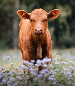 brown calf in a flower fieldI mage by Storme Kovacs from Pixabay