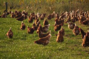 Cover photo for Regional Poultry Regulations & Hands-on Processing