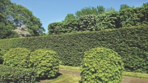 pruned hedges