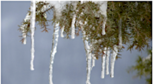 icicles hanging from a pine branch