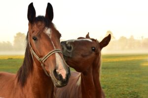 Two brown horses-Image