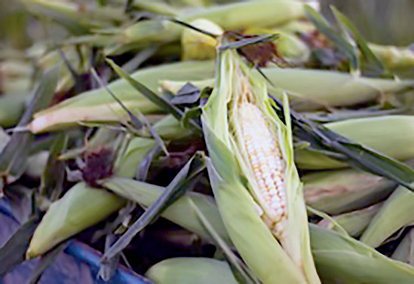 submitted photo of a sweet corn harvest copy