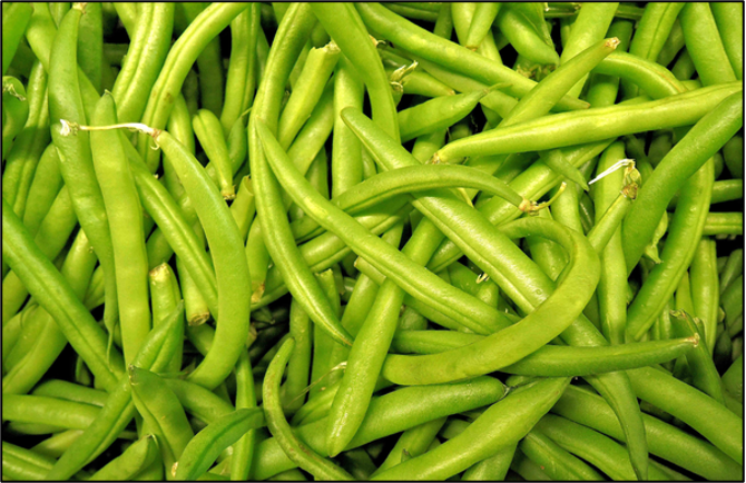 Freshly harvested green beans