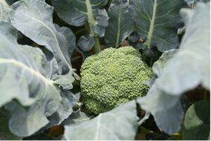 Growing broccoli plant