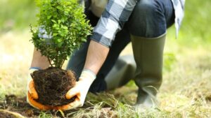 image of a gardener planting a shrub