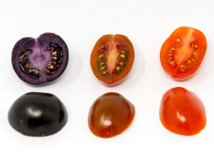 comparison images of The Purple Tomato with other tomatoes™
