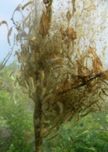 Fall webworms in a tree.